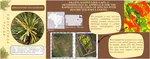 Filling Knowledge Gaps: A Methodological Approach for the Rapid Investigation of Species with Restricted Populations